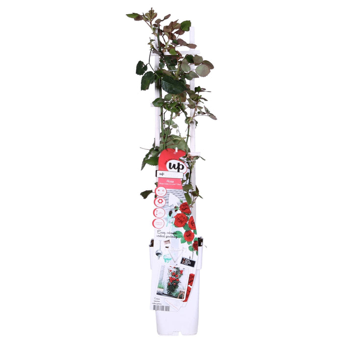 Rød Rosenbusk - ↨65Cm - Ø15 - Blomstrende Busk