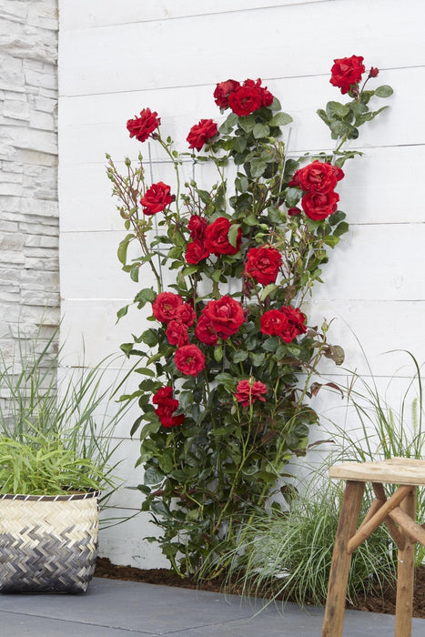 Rød Rosenbusk - ↨65Cm - Ø15 - Blomstrende Busk
