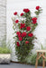 Rød Rosenbusk - ↨65Cm - Ø15 - Blomstrende Busk