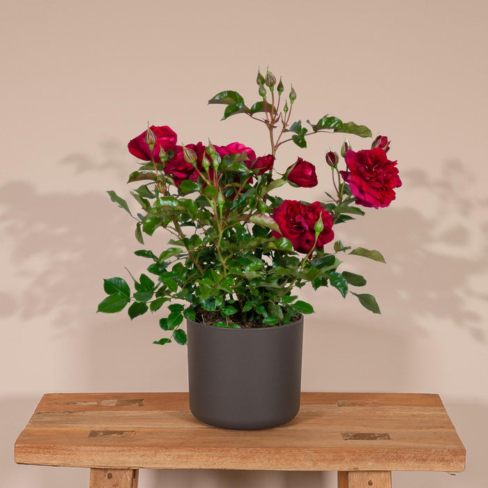Rød Rosenbusk - Udendørs Blomstrende Plante