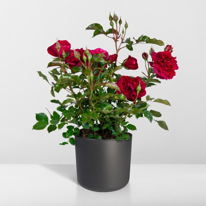 Rød Rosenbusk - Udendørs Blomstrende Plante