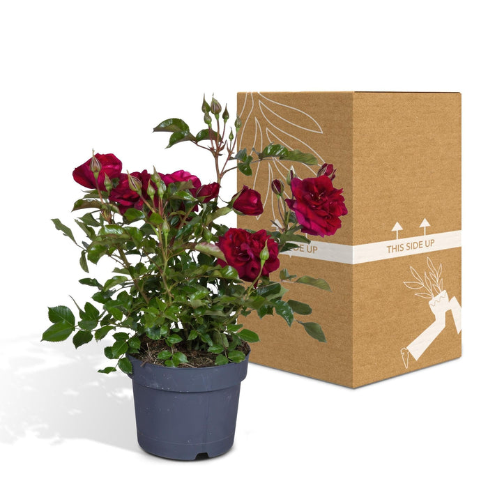 Rød Rosenbusk - Udendørs Blomstrende Plante