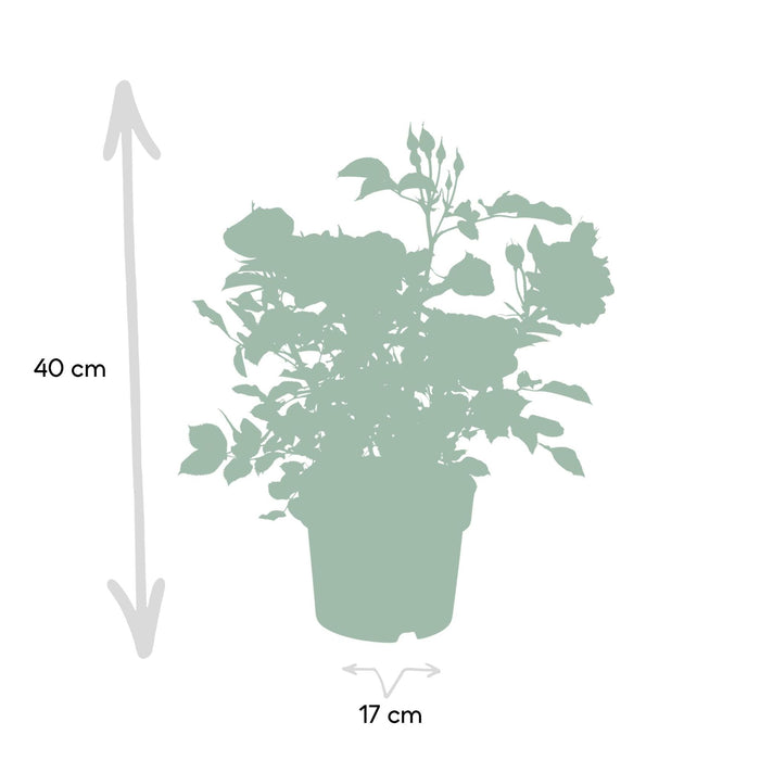 Rød Rosenbusk - Udendørs Blomstrende Plante
