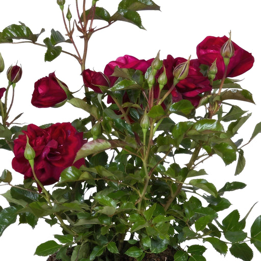 Rød Rosenbusk - Udendørs Blomstrende Plante