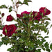 Rød Rosenbusk - Udendørs Blomstrende Plante
