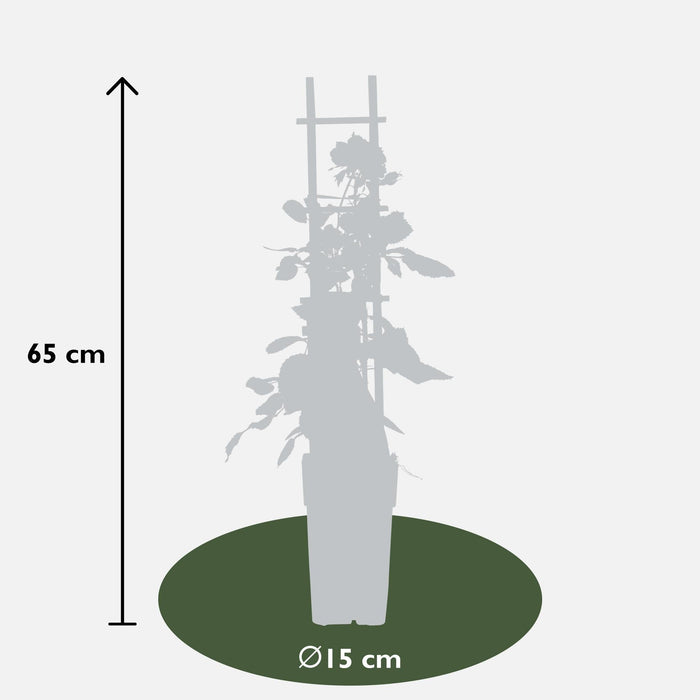 Rød, Lyserød, Hvid Rosenbusk - Sæt Med 3 - ↨65 Cm - Ø15 - Blomstrende Udendørs Plante
