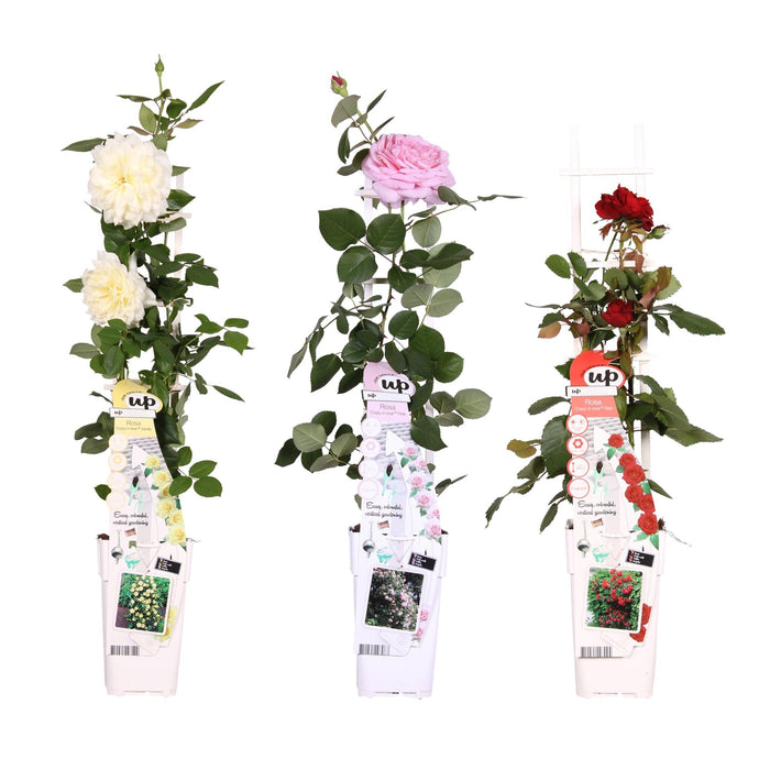 Rød, Lyserød, Hvid Rosenbusk - Sæt Med 3 - ↨65 Cm - Ø15 - Blomstrende Udendørs Plante