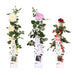Rød, Lyserød, Hvid Rosenbusk - Sæt Med 3 - ↨65 Cm - Ø15 - Blomstrende Udendørs Plante