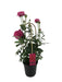 Funklende Rose