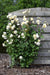 Hvid Vaniljerose - ↨65Cm - Ø15 - Blomstrende Busk