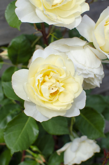 Hvid Vaniljerose - ↨65Cm - Ø15 - Blomstrende Busk
