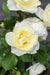Hvid Vaniljerose - ↨65Cm - Ø15 - Blomstrende Busk