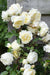 Hvid Vaniljerose - ↨65Cm - Ø15 - Blomstrende Busk