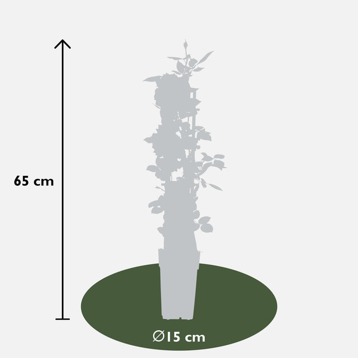 Hvid Vaniljerose - ↨65Cm - Ø15 - Blomstrende Busk