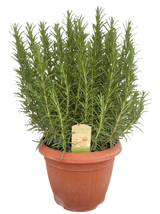 Rosmarinus Officinalis