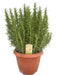 Rosmarinus Officinalis