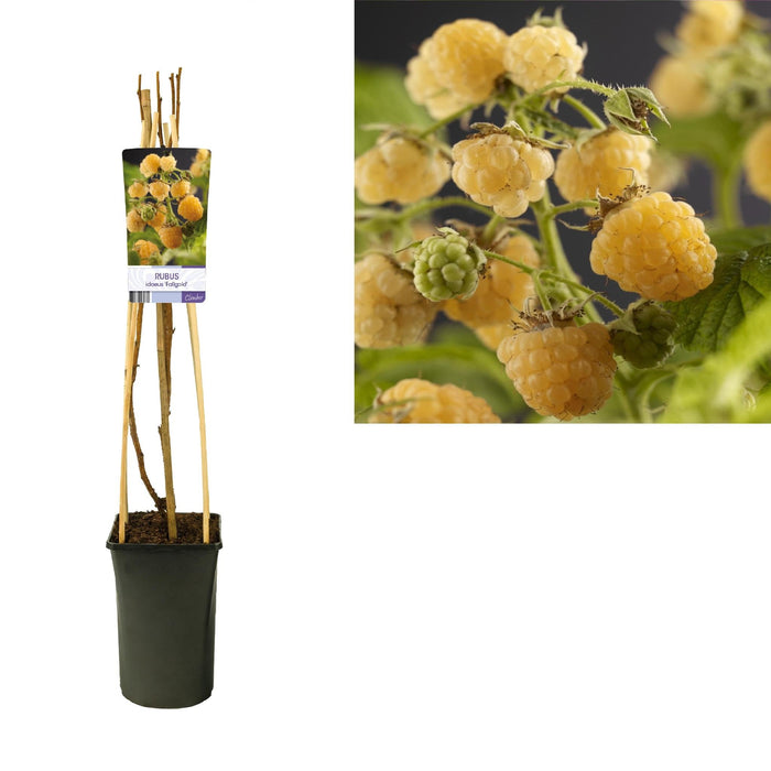 Rubus Fallgold Brombær D17Cm H75Cm