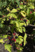 Rubus Fruticosus 'Black Satin'