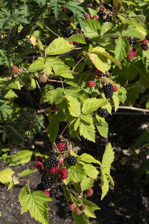Rubus Fruticosus 'Black Satin'