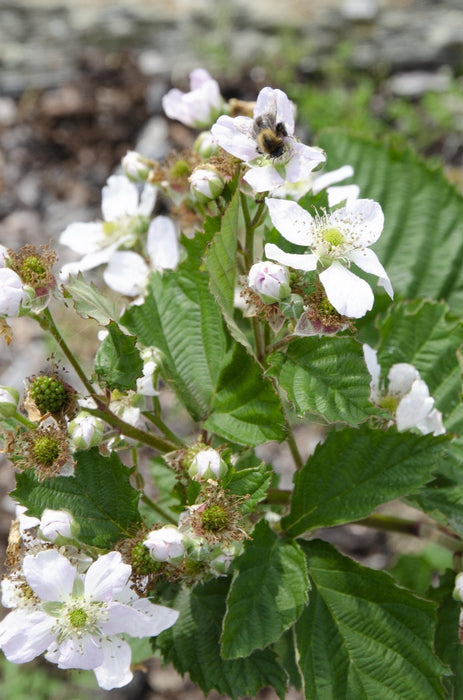 Rubus Fruticosus 'Black Satin'