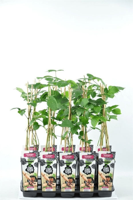 Rubus Fruticosus 'Black Satin'