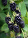 Rubus Fruticosus 'Black Satin'