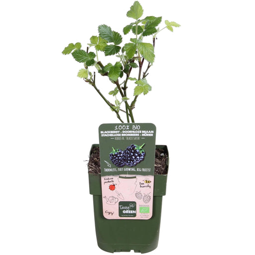 Rubus Fruticosus 'Black Satin'