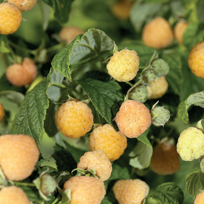 Rubus Idaeus 'Golden Everest' +Light Label - Ø17Cm - ↕75Cm