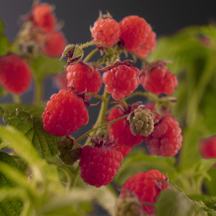 Rubus Idaeus 'Zefa Herbsternte' +3,0 Label - Ø17Cm - ↕75Cm
