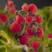 Rubus Idaeus 'Zefa Herbsternte' +3,0 Label - Ø17Cm - ↕75Cm