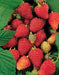 Rubus Brombær D17Cm H75Cm