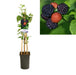 Rubus Occidentalis 'Black Jewel' +Light Label - Ø17Cm - ↕75Cm