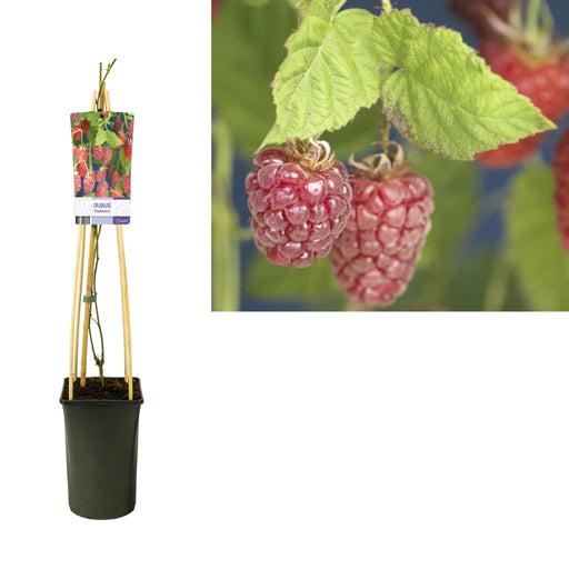 Rubus 'Tayberry' Mulberry Raspberry D17Cm H75Cm