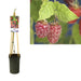 Rubus 'Tayberry' Mulberry Raspberry D17Cm H75Cm