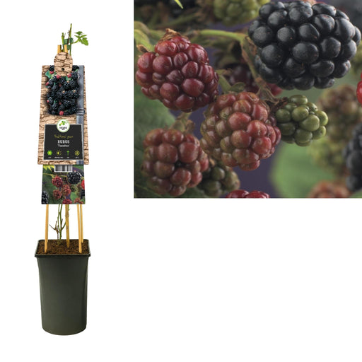 Rubus 'Thornfree' +3,0 Label - Ø17Cm - ↕75Cm