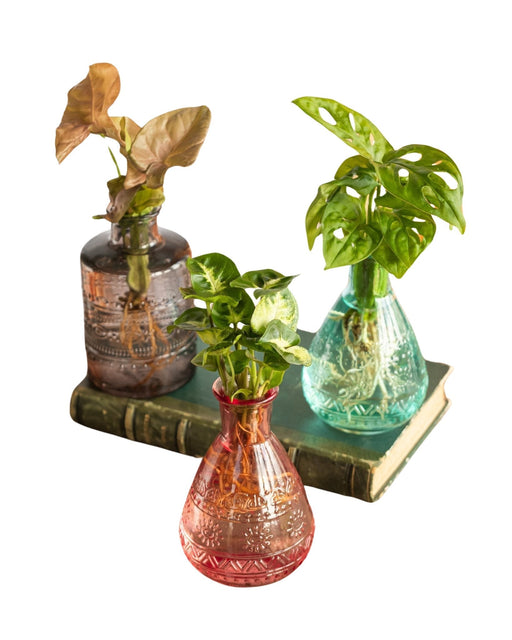 Salina Hydroculture Plant Trio - Pink