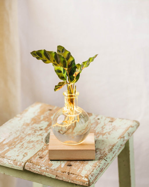 Samoa Calathea Lancifolia - Hydrokultur