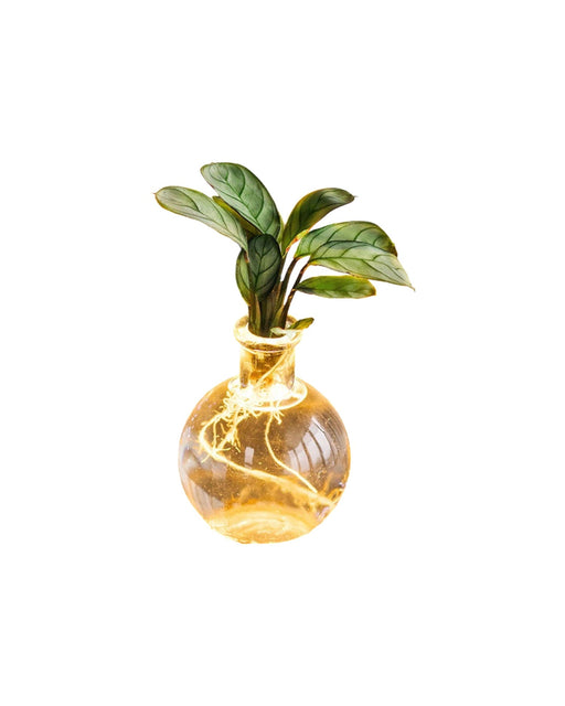 Samoa Ctenanthe - Hydrokultur