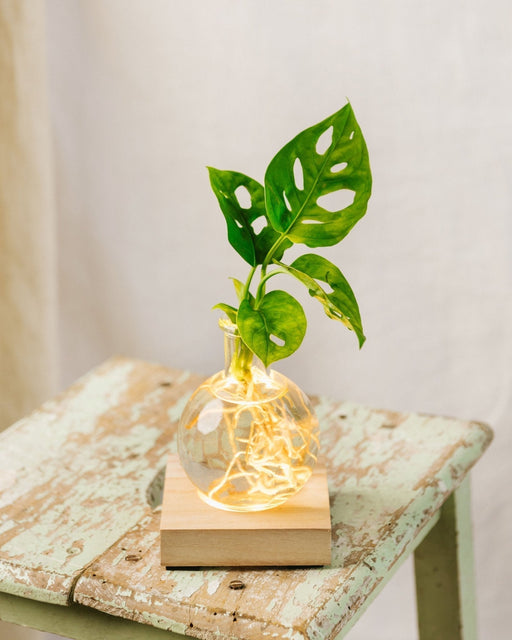 Samoa Monstera - Hydrokultur