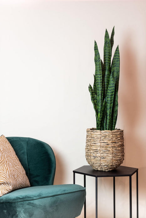 Sanseveria Sort Koral Kunstig Plante - H97Cm, Ø12Cm
