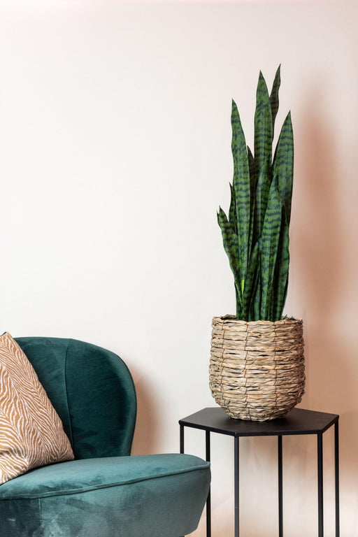 Sanseveria Sort Koral Kunstig Plante - H97Cm, Ø12Cm