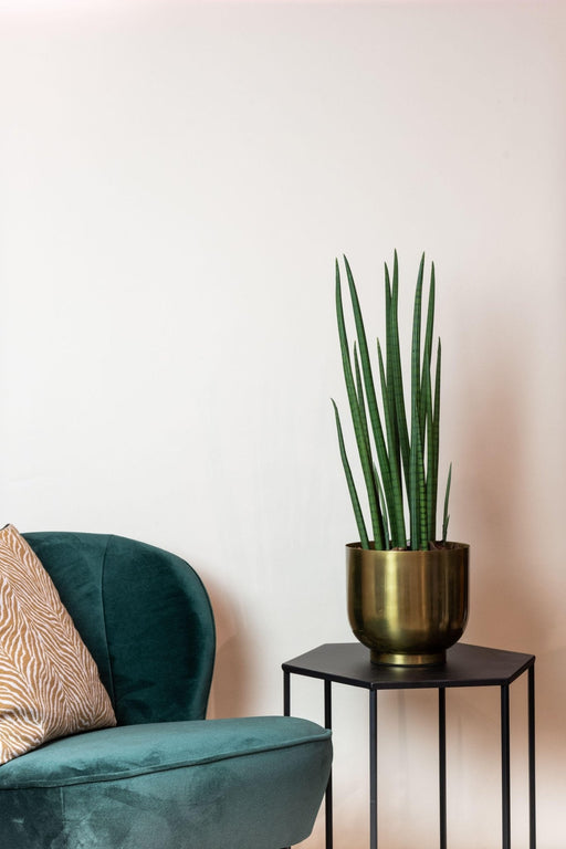 Sansevieria Cylindrica Kunstig Plante - H70Cm, Ø12Cm