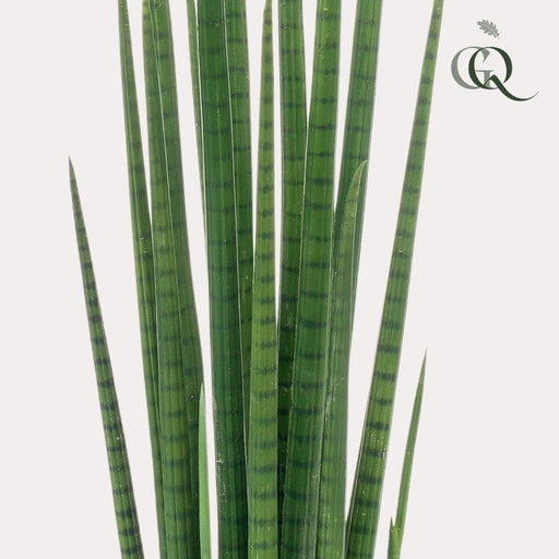 Sansevieria Cylindrica Kunstig Plante - H70Cm, Ø12Cm