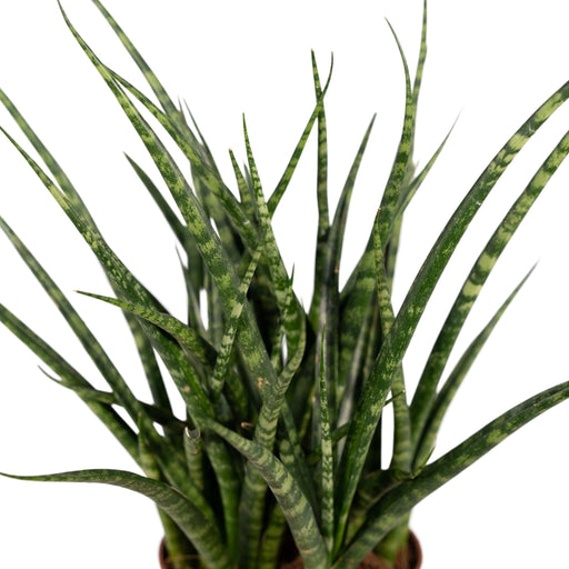 Sansevieria Fernwood Punk H30Cm