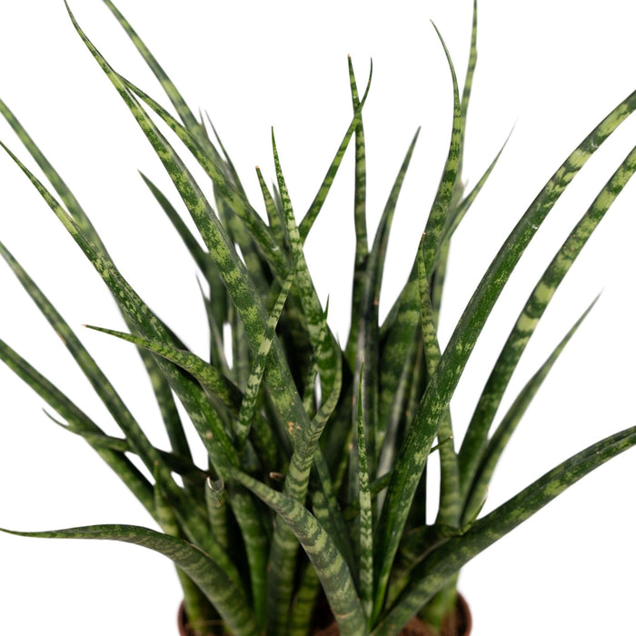 Sansevieria Fernwood Punk H30Cm