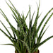 Sansevieria Fernwood Punk H30Cm