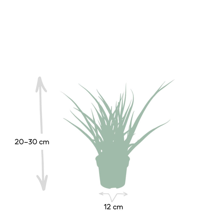 Sansevieria Fernwood Punk H30Cm