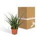 Sansevieria Fernwood Punk H30Cm