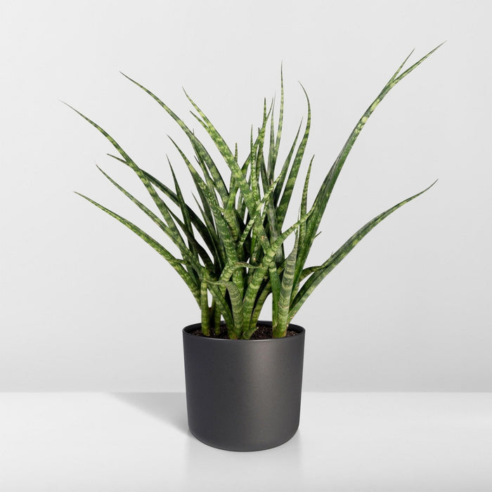 Sansevieria Fernwood Punk H30Cm