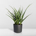 Sansevieria Fernwood Punk H30Cm